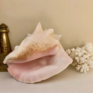 📌 Large Queen Conch Shell